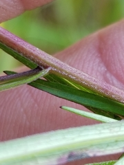 Symphyotrichum lanceolatum lanceolatum