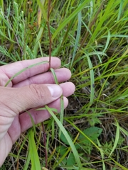 Symphyotrichum lanceolatum lanceolatum