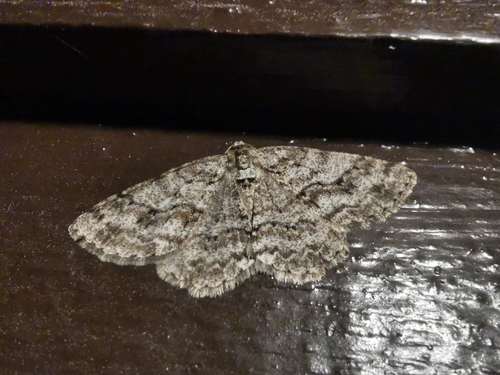 Small Engrailed