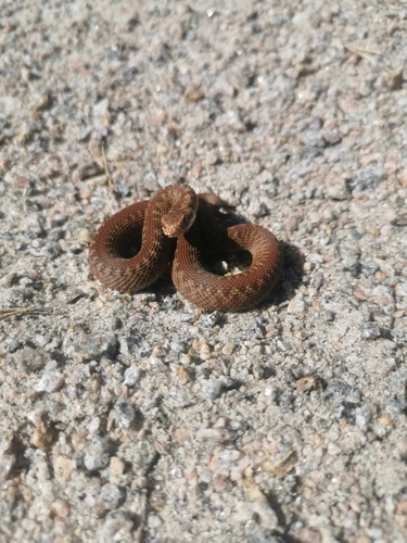 Adder