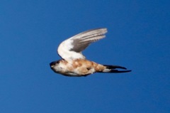 Cecropis senegalensis