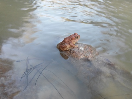 Southwestern Toad