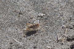 Rhachocnemis validus