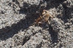 Rhachocnemis validus