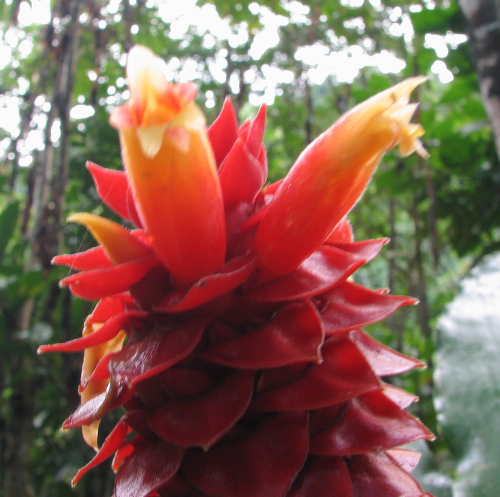 Costus ricus