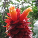 Costus ricus - Photo (c) Dave Skinner, some rights reserved (CC BY-NC), uploaded by Dave Skinner
