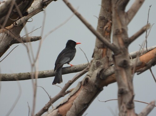 Black Bulbul (Hypsipetes leucocephalus), photo 6