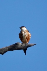 Cecropis senegalensis
