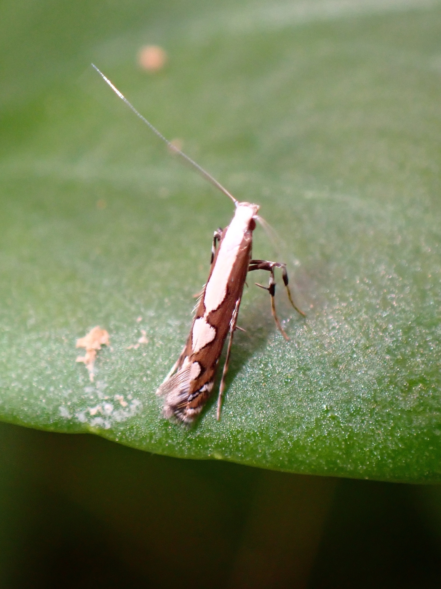 Dialectica scalariella