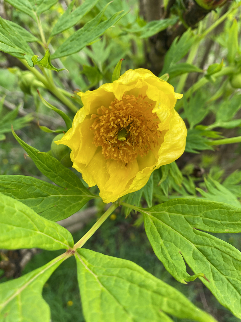 Tree paeonies