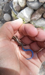Plestiodon bilineatus