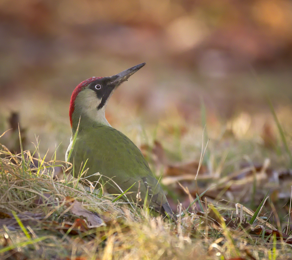 Northern European Green Woodpecker