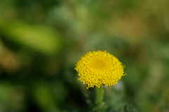 Tanacetum vulgare