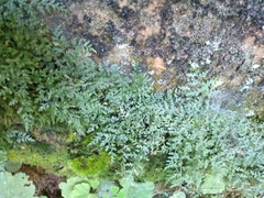 Asplenium montanum
