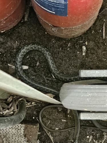 Common Tree Snake sighting