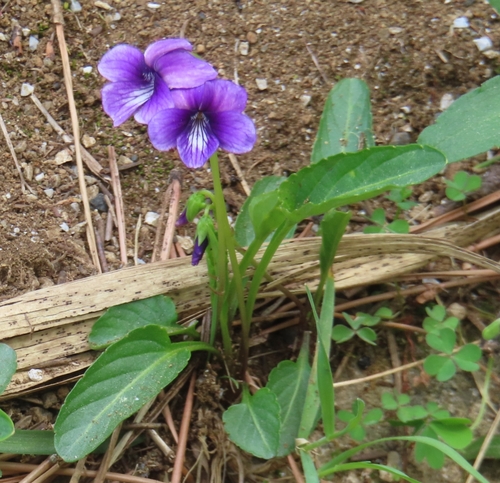 Image of Viola mandshurica by (c) mami_t_t, some rights reserved (CC BY)