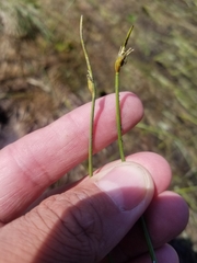 Schoenoplectus subterminalis