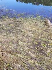 Schoenoplectus subterminalis