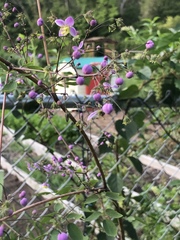 Thalictrum rochebruneanum