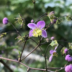 Thalictrum rochebruneanum