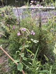 Thalictrum rochebruneanum