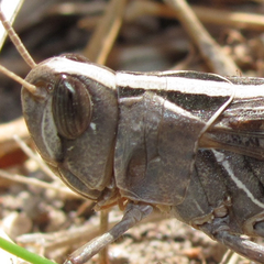 Rhammatocerus viatorius