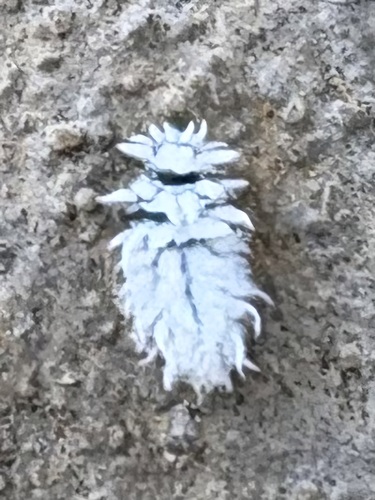 Mealybug Destroyer photographed in Tennessee