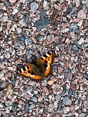 Aglais urticae