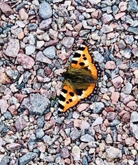 Aglais urticae