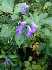 Aconitum napellus