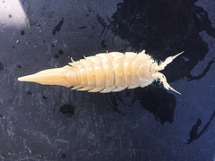 Saduria sabini