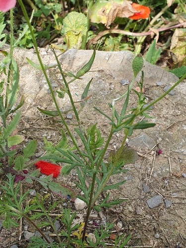 Image of Rough Poppy (Roemeria sicula) by (c) Mehdi Chetibi, some rights reserved (CC BY)