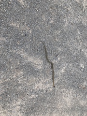 Thamnophis cyrtopsis cyrtopsis