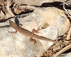 Ophisops elegans macrodactylus