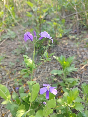 Chinese Violet Cress