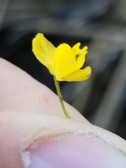 Utricularia geminiscapa