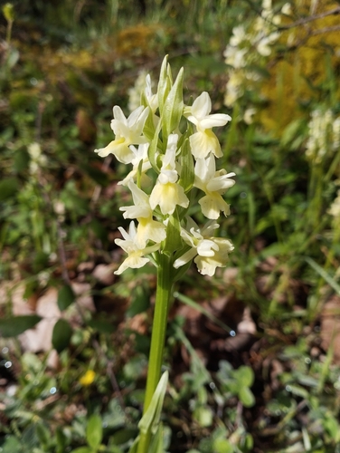 Image of Dactylorhiza romana by (c) Mikel Etxeberria Okariz, some rights reserved (CC BY)