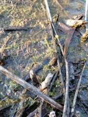 Utricularia geminiscapa