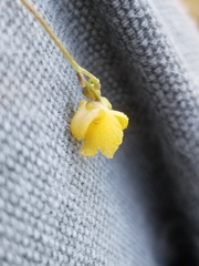 Utricularia geminiscapa