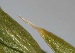 Spinulum canadense