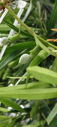Podocarpus nakaii, photograph 1