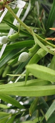 Podocarpus nakaii, photograph (c) 黃家瑜, some rights reserved (CC BY)