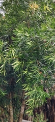 Podocarpus nakaii, photograph (c) 黃家瑜, some rights reserved (CC BY)