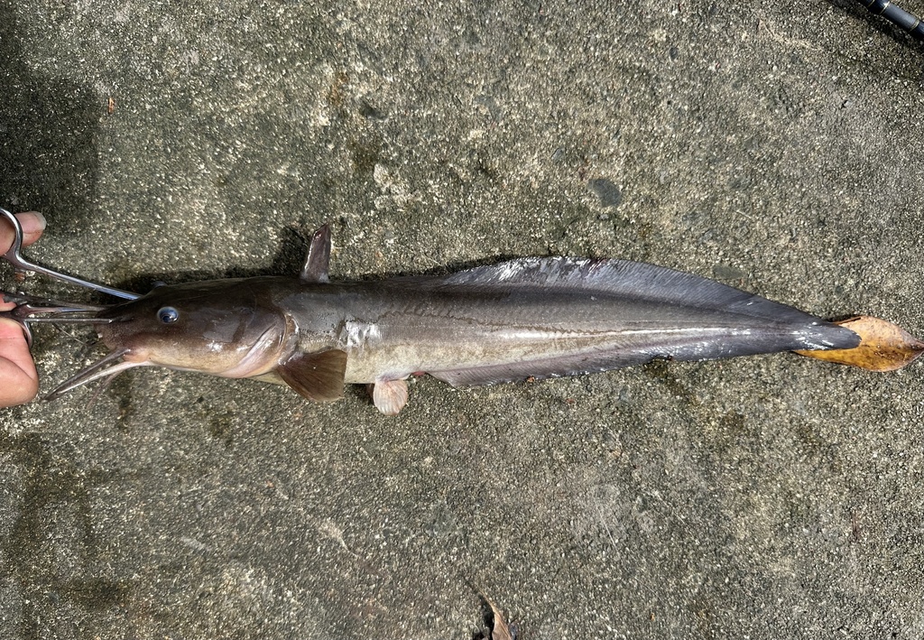Eel Catfish