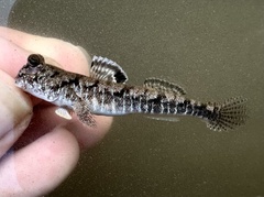 Graceful Mudskipper photo 2
