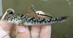Dusky-Gilled Mudskipper photo 1