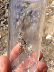 Circotettix splendidus