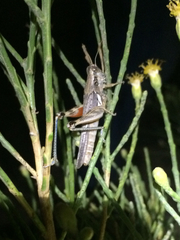 Melanoplus complanatipes