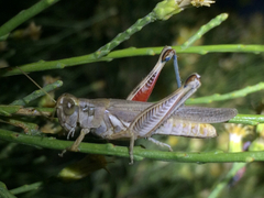 Melanoplus complanatipes