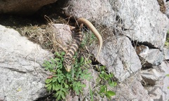 Elgaria kingii kingii